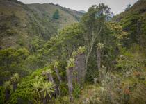 <p> High-elevation dry Andean forest at around 3000m, above Bonza, near Duitama, Boyaca.</p>